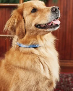 Southern Tide Skipjack Dog Collar Discount